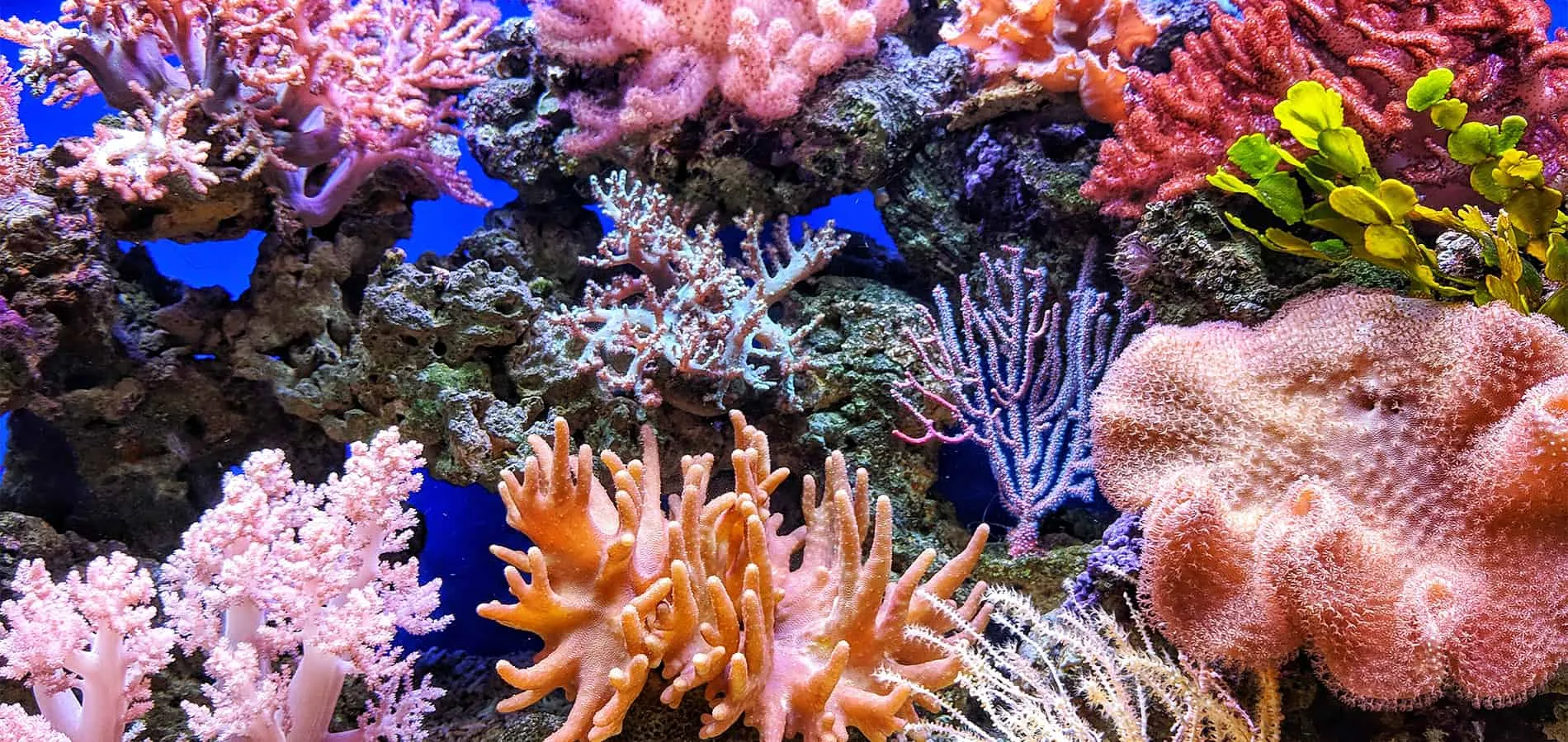 Corales de colores vivos en un acuario, con tonos rosas, naranjas y azules sobre un fondo azul.