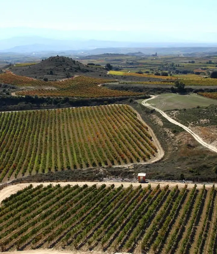 Viñedos en colinas onduladas con caminos de tierra, vista panorámica del paisaje agrícola.