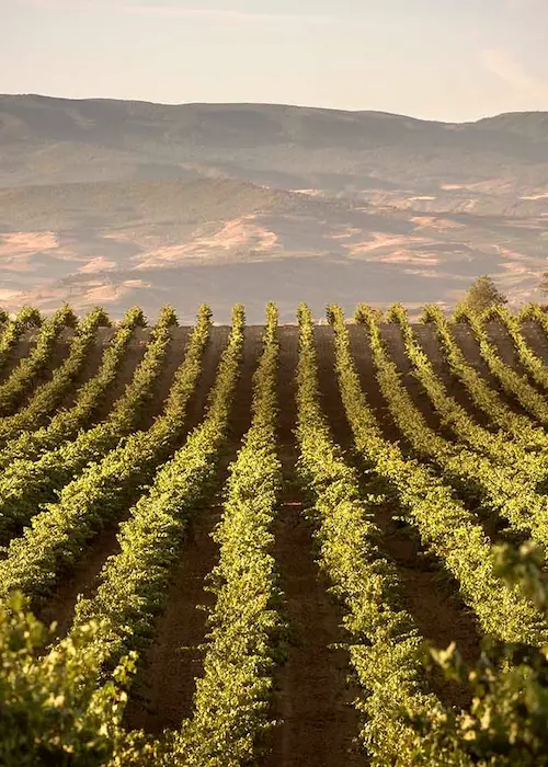 Viñedos en colinas con vegetación verde y montañas al fondo bajo un cielo despejado.
