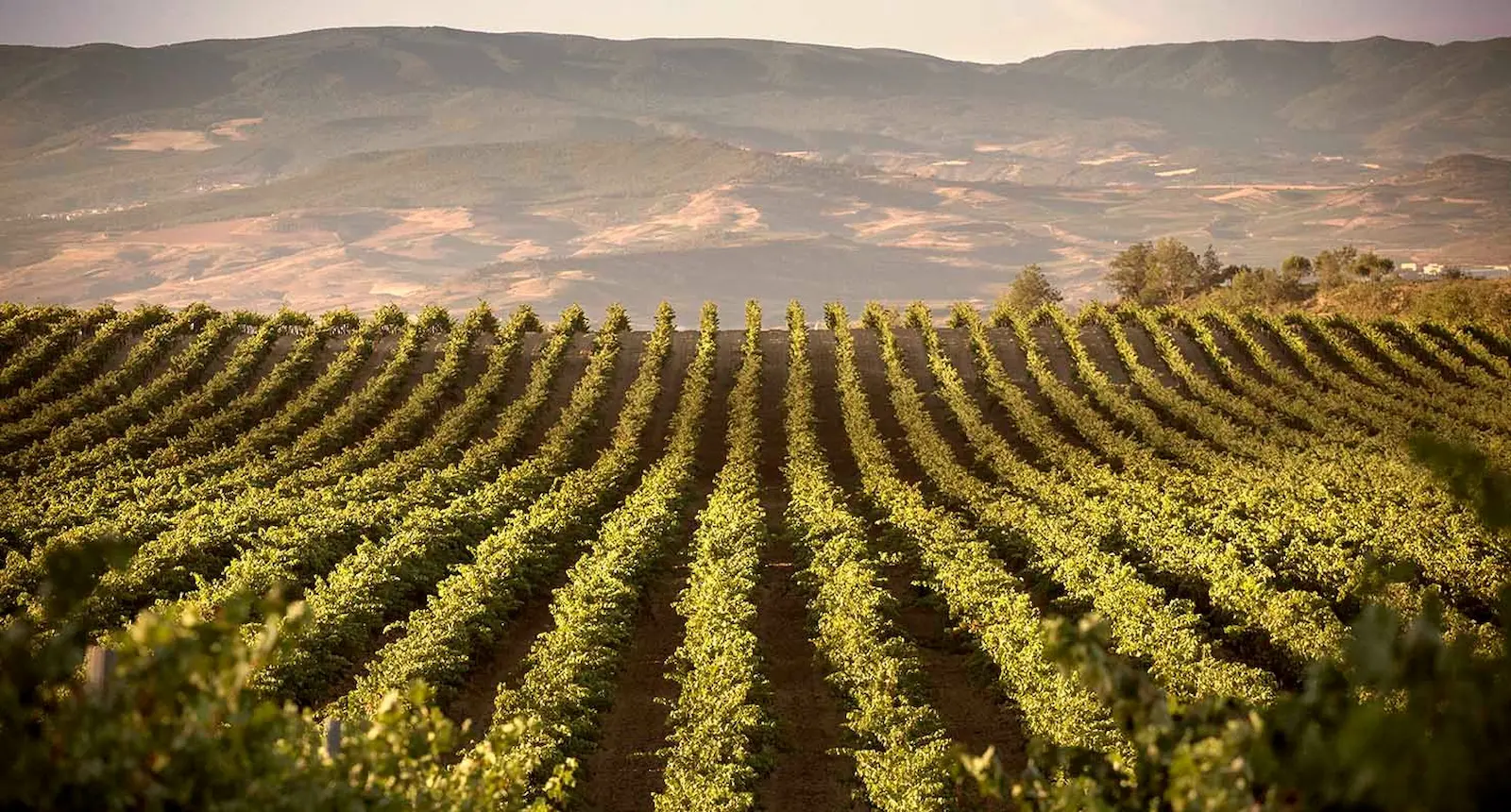 Filas de viñedos verdes en un paisaje montañoso bajo el sol.