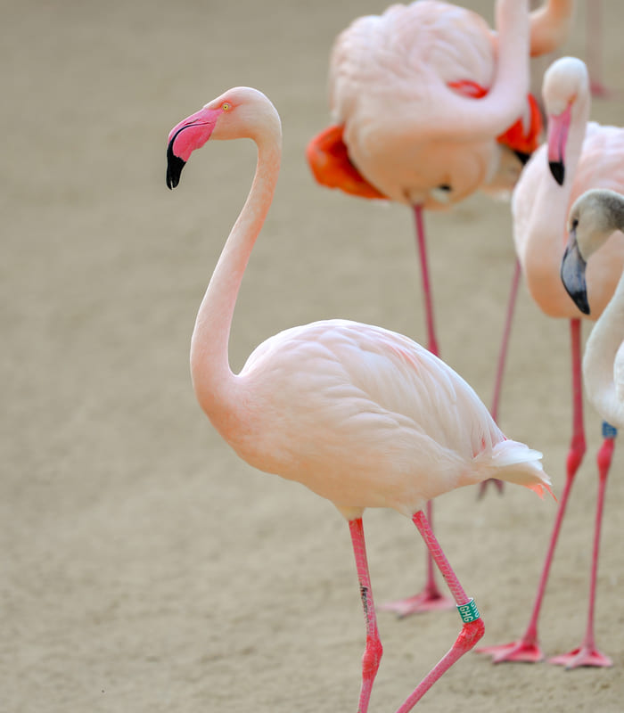 A group of pink flamingos standing on sandy ground, with one prominently in the foreground.