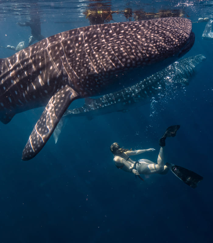 A diver with flippers swims near a large whale shark underwater.