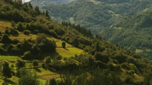 Colinas verdes cubiertas de &aacute;rboles y arbustos bajo un cielo despejado.