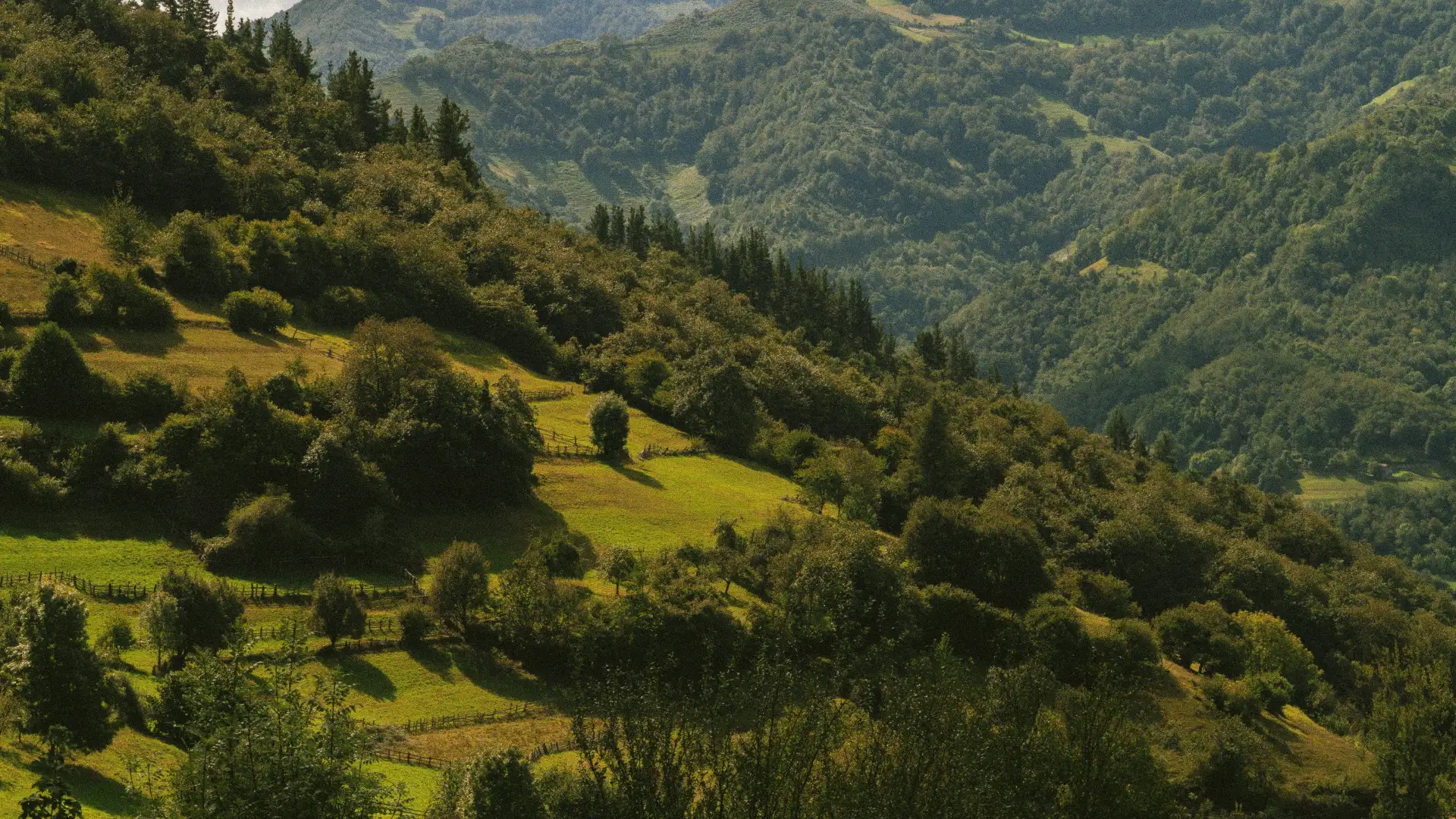 Colinas verdes cubiertas de &aacute;rboles y arbustos bajo un cielo despejado.