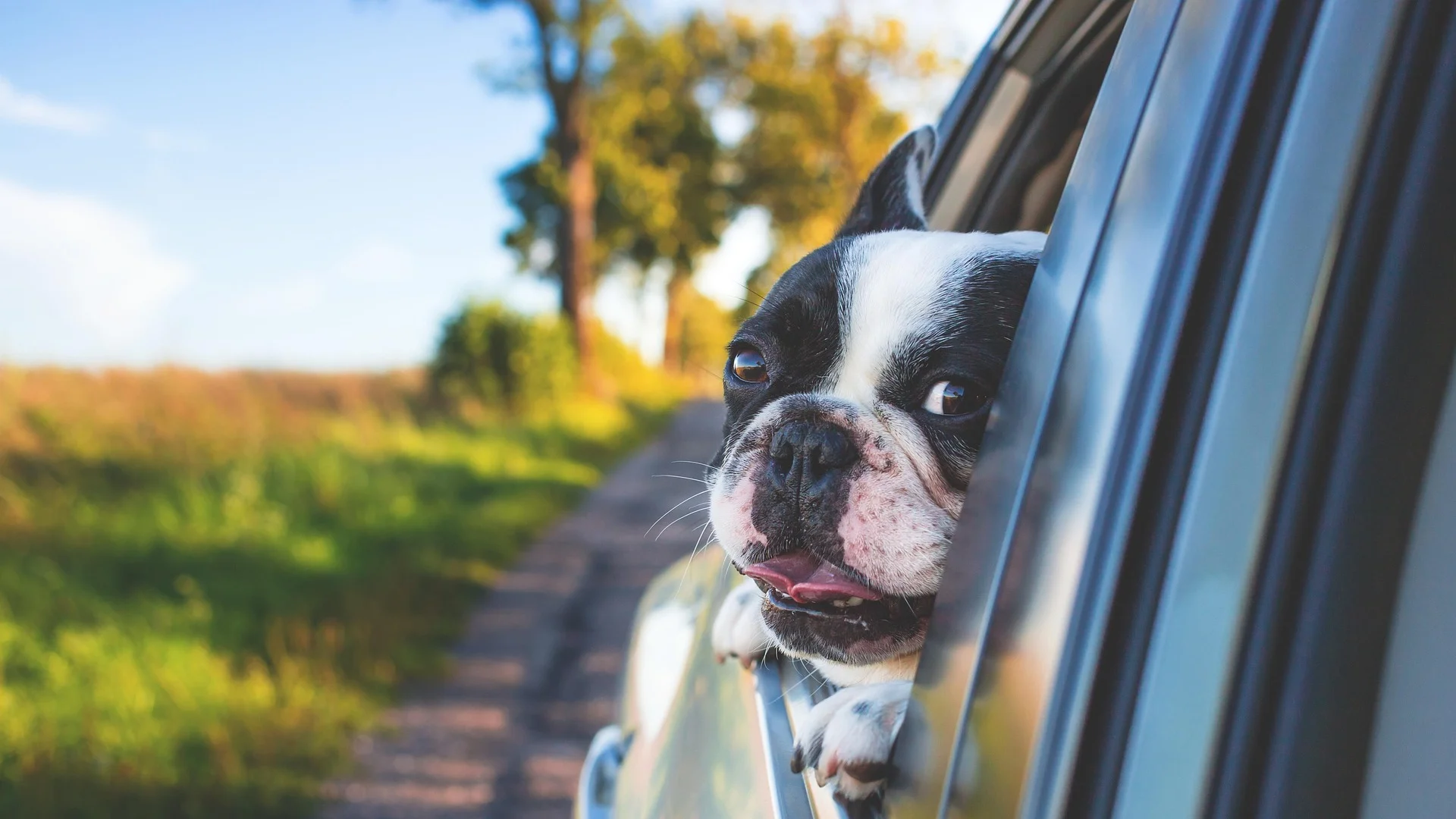 Perro asomando la cabeza por la ventana de un coche en movimiento, con un paisaje verde de fondo.