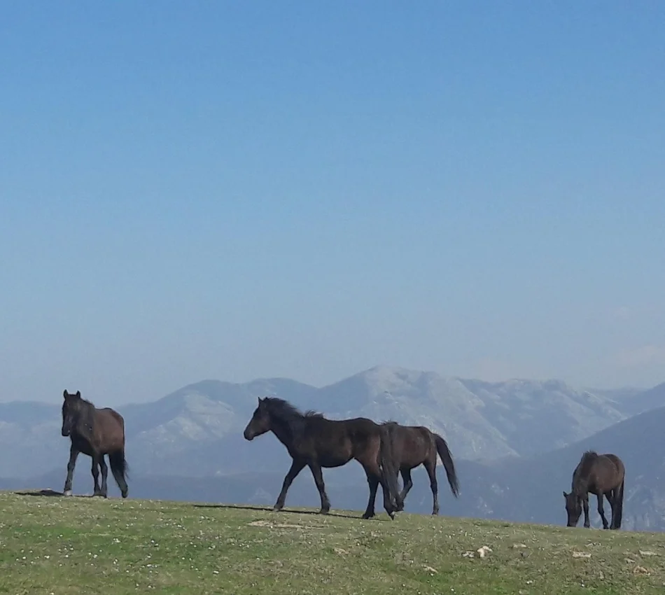 Caballos pastando en un campo verde con monta&ntilde;as al fondo bajo un cielo despejado.