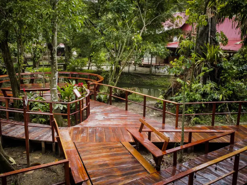 Pasarela de madera en un entorno verde y exuberante con árboles y plantas.