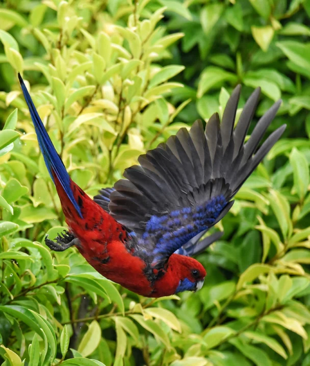 Loro rojo y azul volando entre hojas verdes.