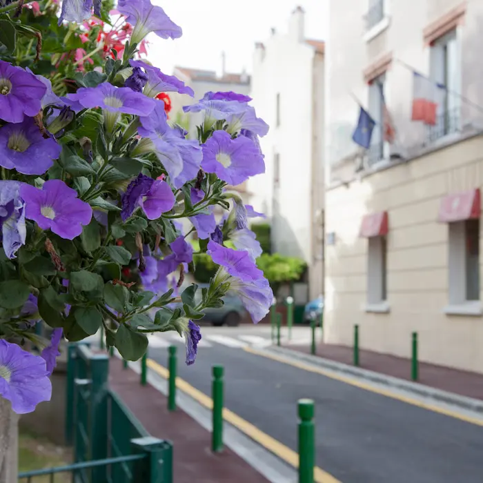 Fleurs violettes en premier plan avec une rue et des bâtiments flous en arrière-plan.