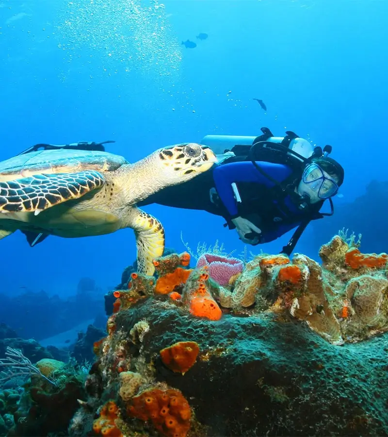 Un buzo observa de cerca una tortuga marina nadando sobre un arrecife colorido.