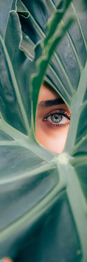 Ojo visible entre hojas verdes grandes y brillantes.