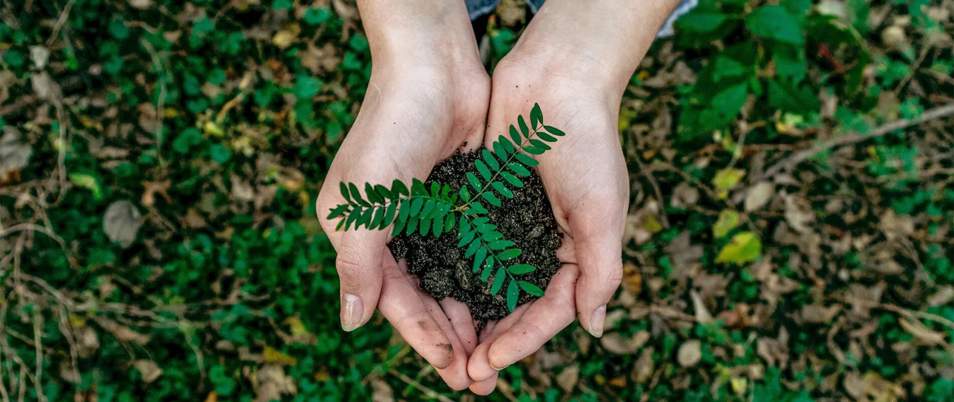 Manos sosteniendo una planta pequeña con tierra, sobre un fondo natural verde.