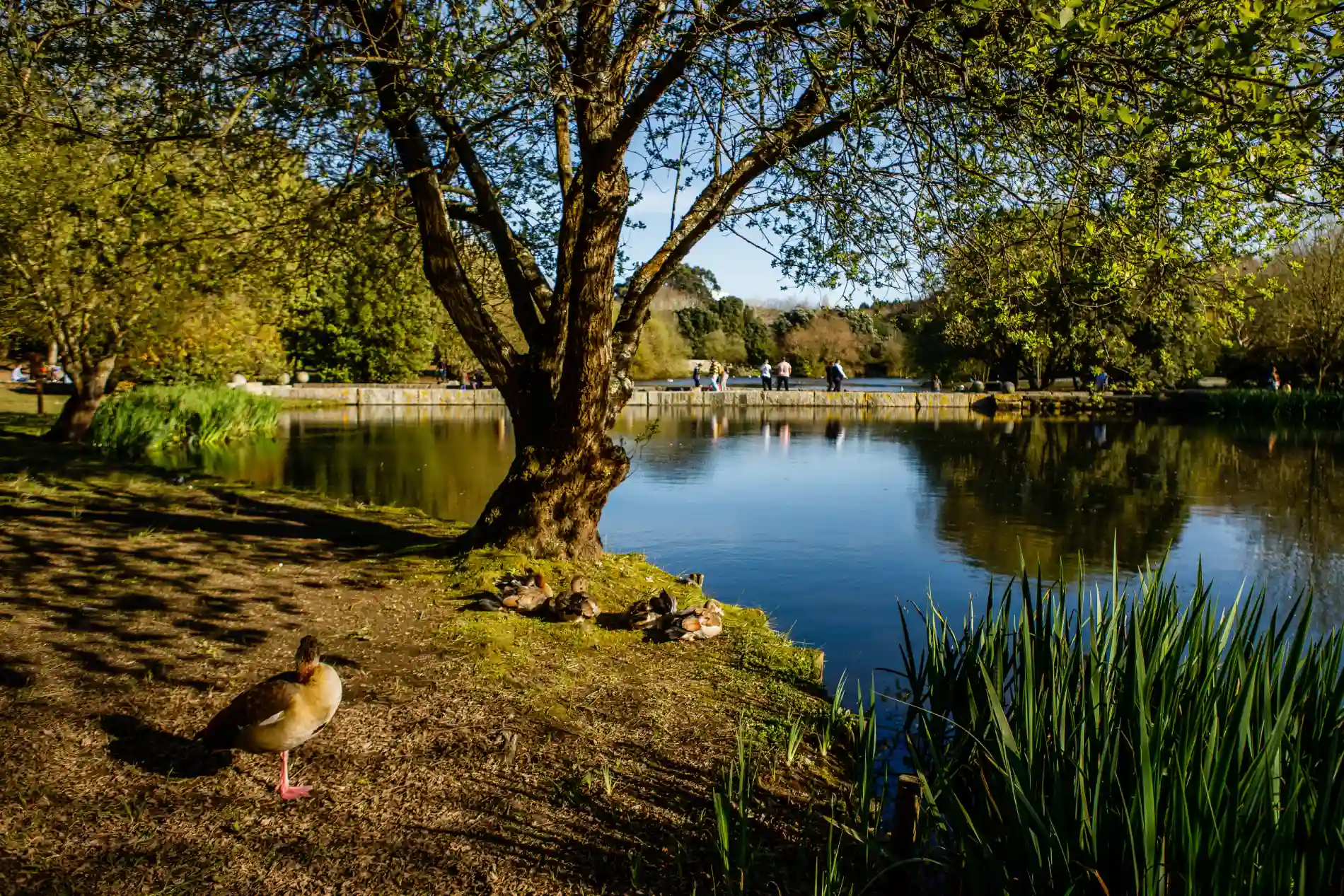 Duck by a pond under a tree, with people walking on a distant bridge.