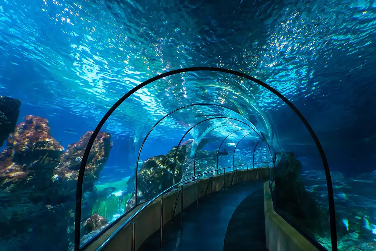 T&uacute;nel de acuario bajo el agua, rodeado de peces y rocas iluminadas.