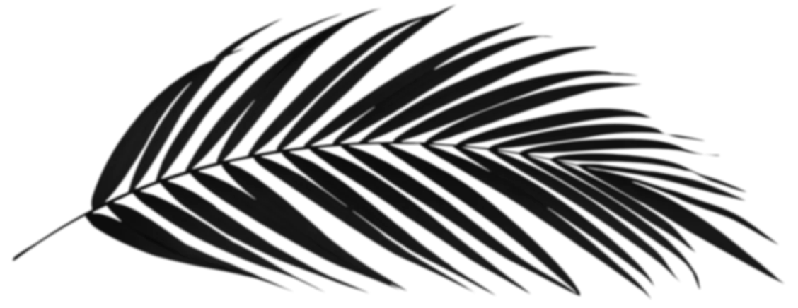 Una hoja de palma negra, delgada y alargada con m&uacute;ltiples foliolos.