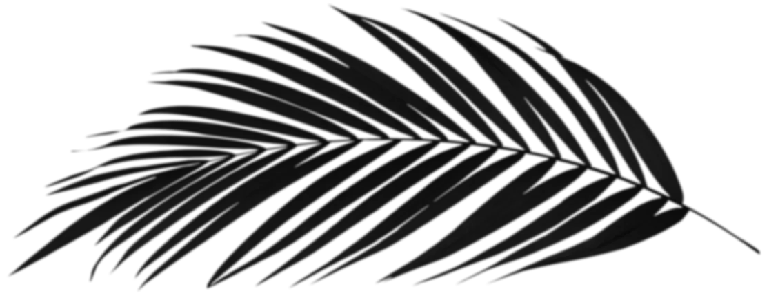 Hoja de palma negra con fondo transparente.