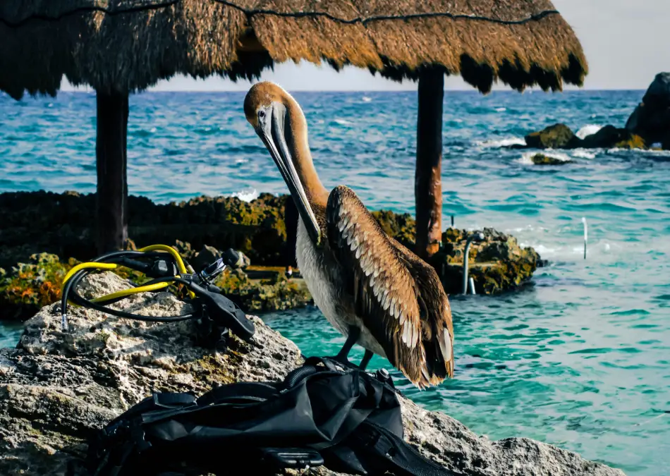 Pelícano sobre una roca junto al mar, junto a equipo de buceo y cabañas al fondo.