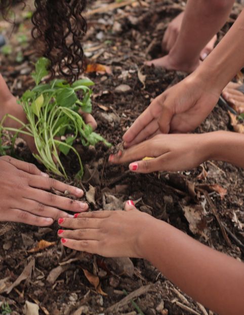Mãos plantando uma muda verde em solo com folhagens secas.
