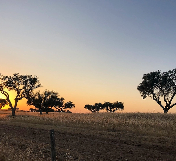 Campo com árvores ao pôr do sol; céu azul e laranja.