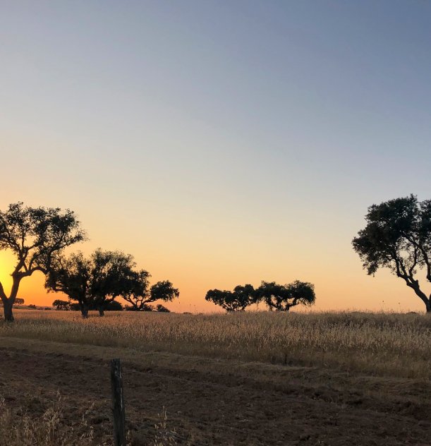 Campo ao entardecer com árvores e céu alaranjado.
