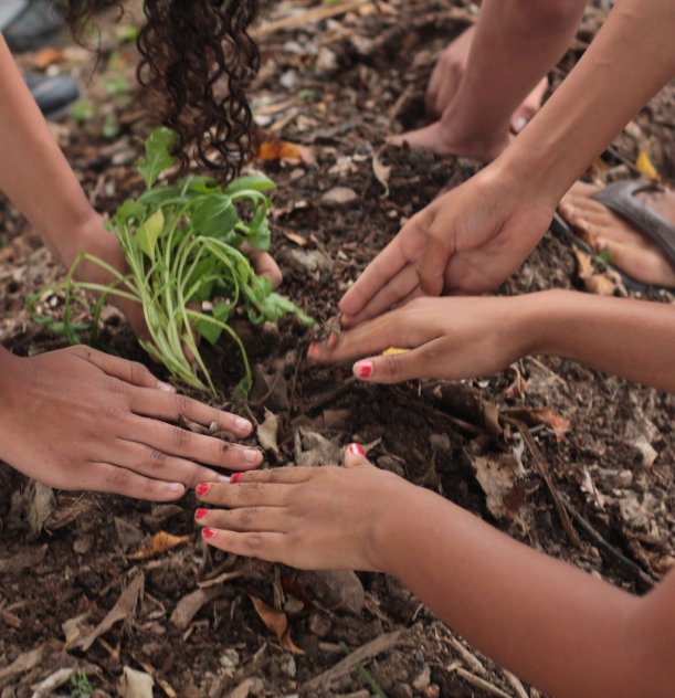 Mãos plantando uma muda no solo, simbolizando cuidado e união com a natureza.