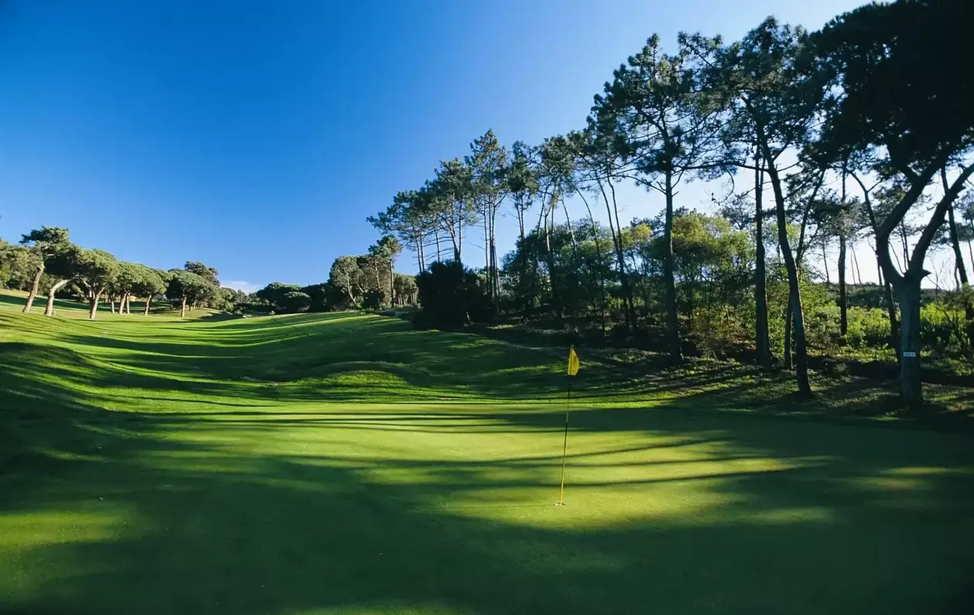 Golf course with green grass, trees, and a flag under a clear blue sky.
