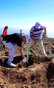 Adrián Hoteles participa en una acción de recuperación forestal en los altos de Fasnia - Adrian Hoteles