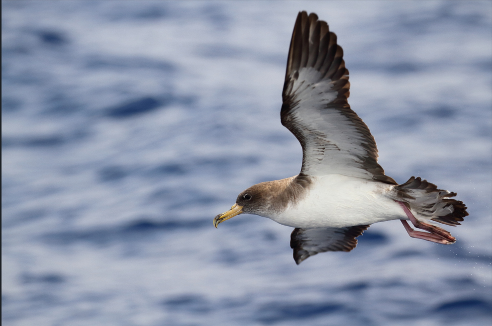 Campa&ntilde;a &ldquo;El primer viaje&rdquo; 2024 - Adrian Hoteles