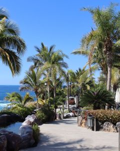 Sendero con palmeras junto al mar bajo un cielo azul claro.