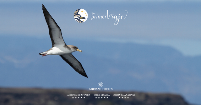 Comienza &ldquo;El primer viaje&rdquo; de las pardelas cenicienta 2023 - Adrian Hoteles