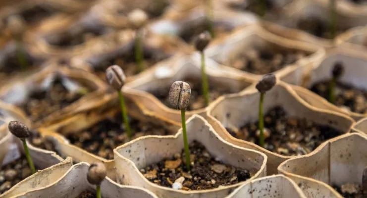 Brotes de café emergiendo de la tierra en un semillero de papel en un vivero.
