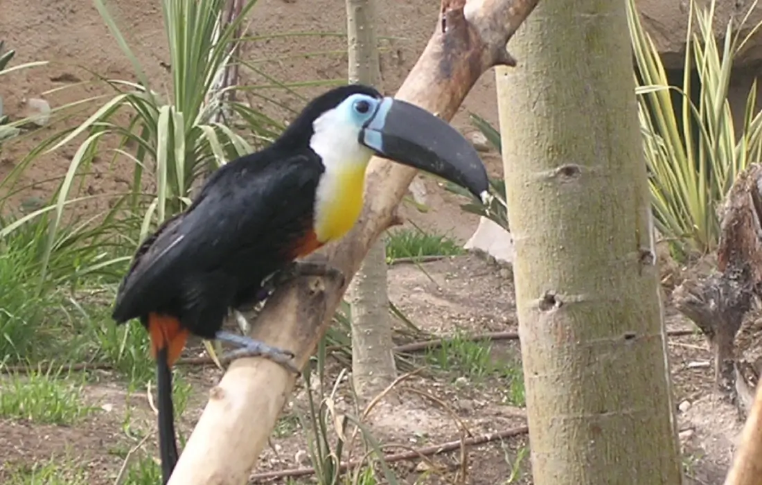 Tucán posado sobre una rama en un entorno natural.