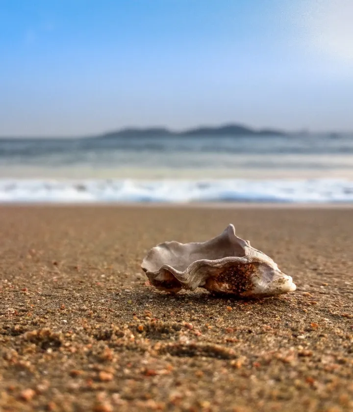 Concha en la arena de la playa, con olas y montañas en el fondo bajo un cielo despejado.