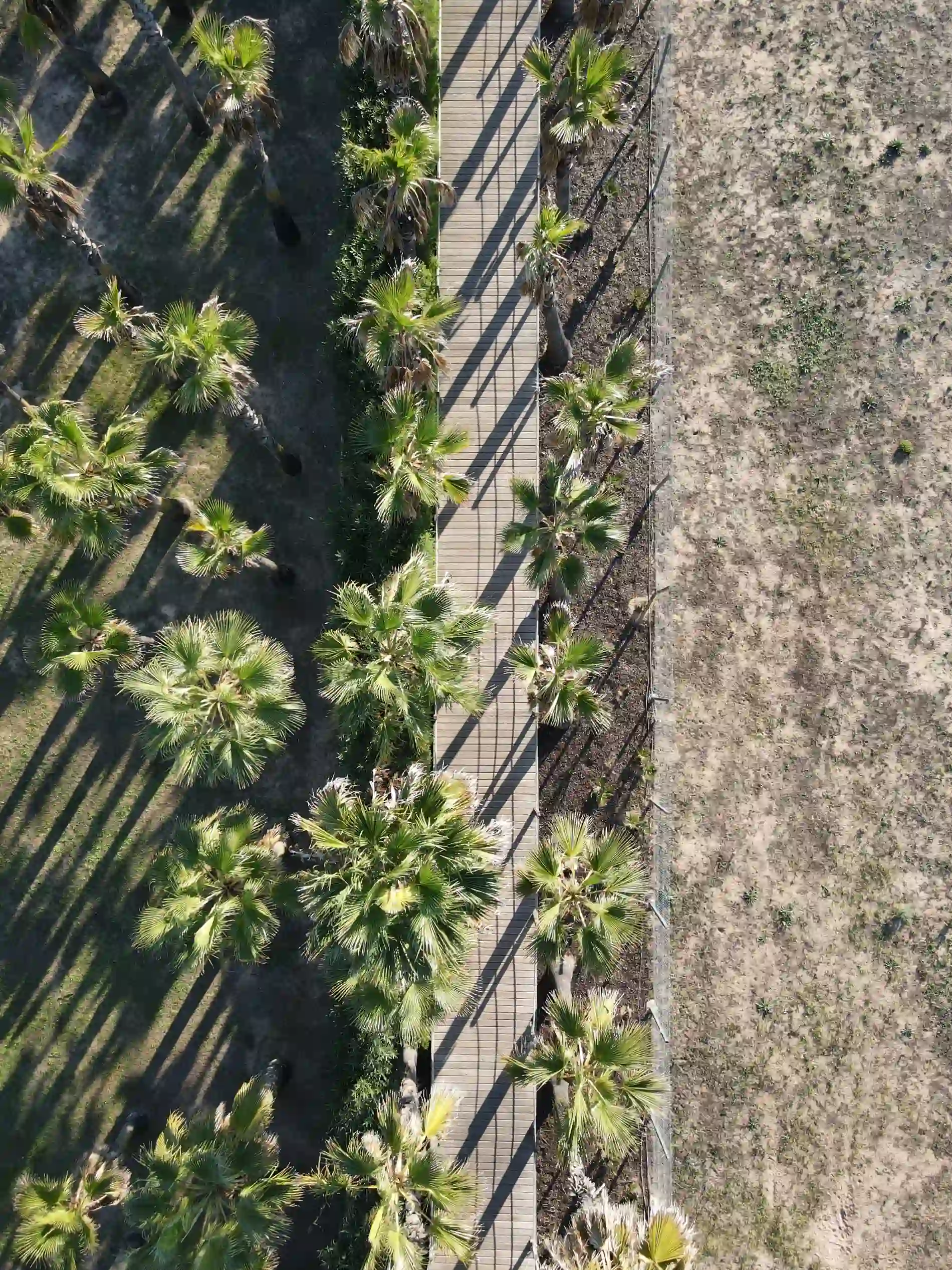 Aerial view of palm trees and a wooden path in a park next to a sandy area.