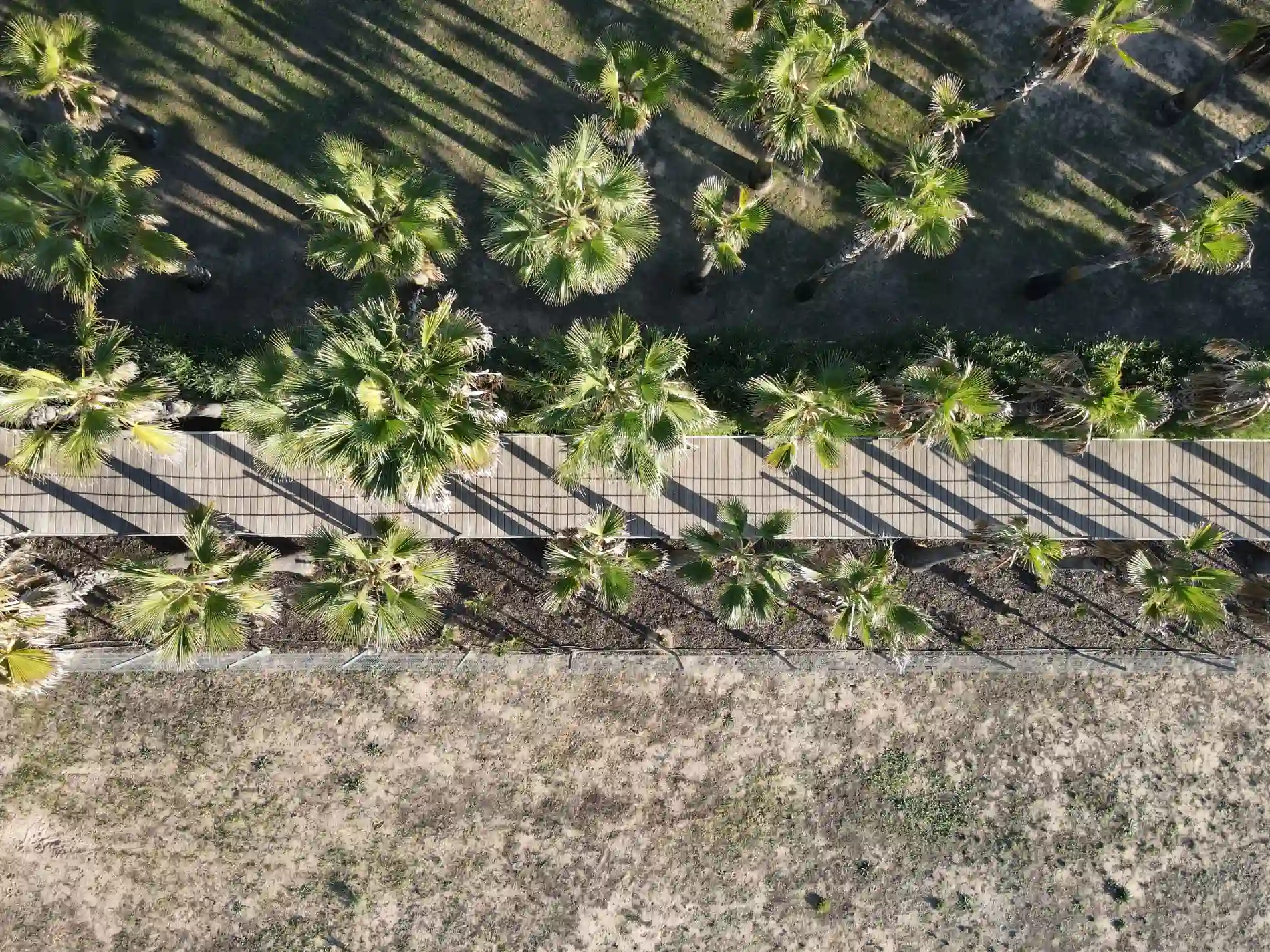 Aerial view of palm trees casting shadows on a wooden path.