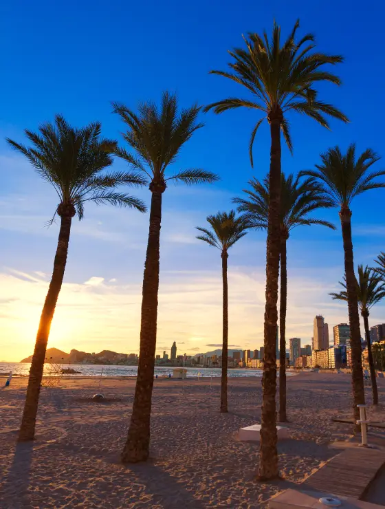 Palmeras en la playa al atardecer, con un horizonte urbano y un cielo azul claro.
