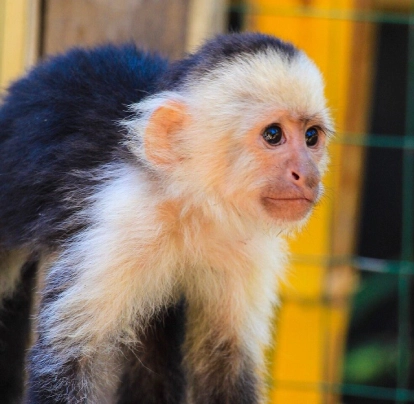 Mono capuchino de pelaje claro mira hacia la derecha.