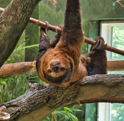 Perezoso colgando boca abajo de una rama en un entorno verde.