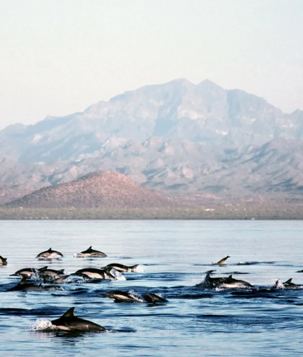 Delfines nadando en el mar con monta&ntilde;as de fondo bajo un cielo claro.