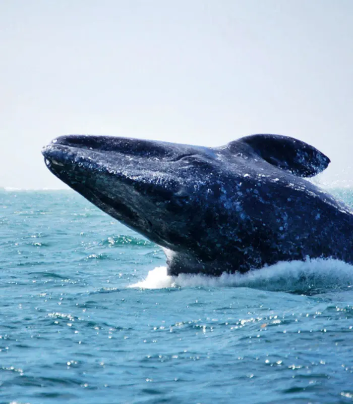 Una ballena salta sobre el agua azul del oc&eacute;ano.
