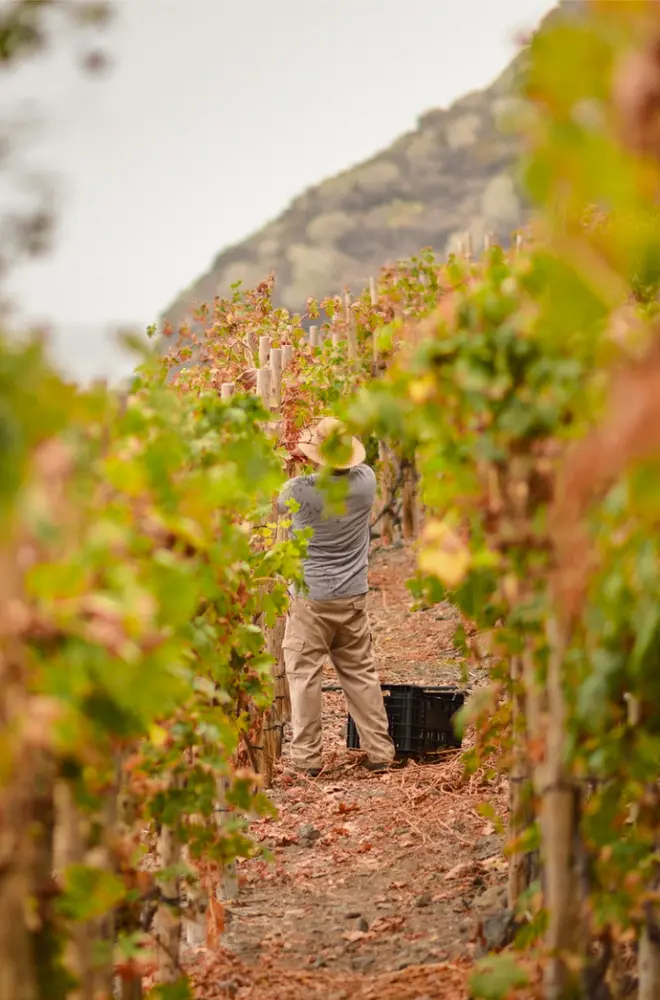 25 - planta un sueño (2)