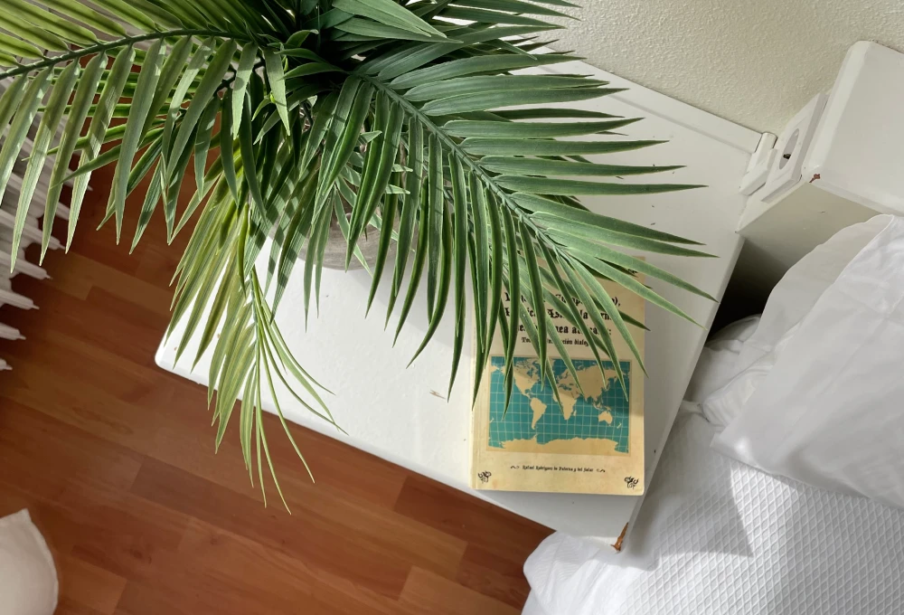 Planta sobre una mesa blanca junto a un libro, en una habitación con suelo de madera.