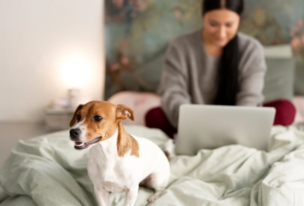 Perro en la cama, frente a una mujer usando una laptop al fondo.