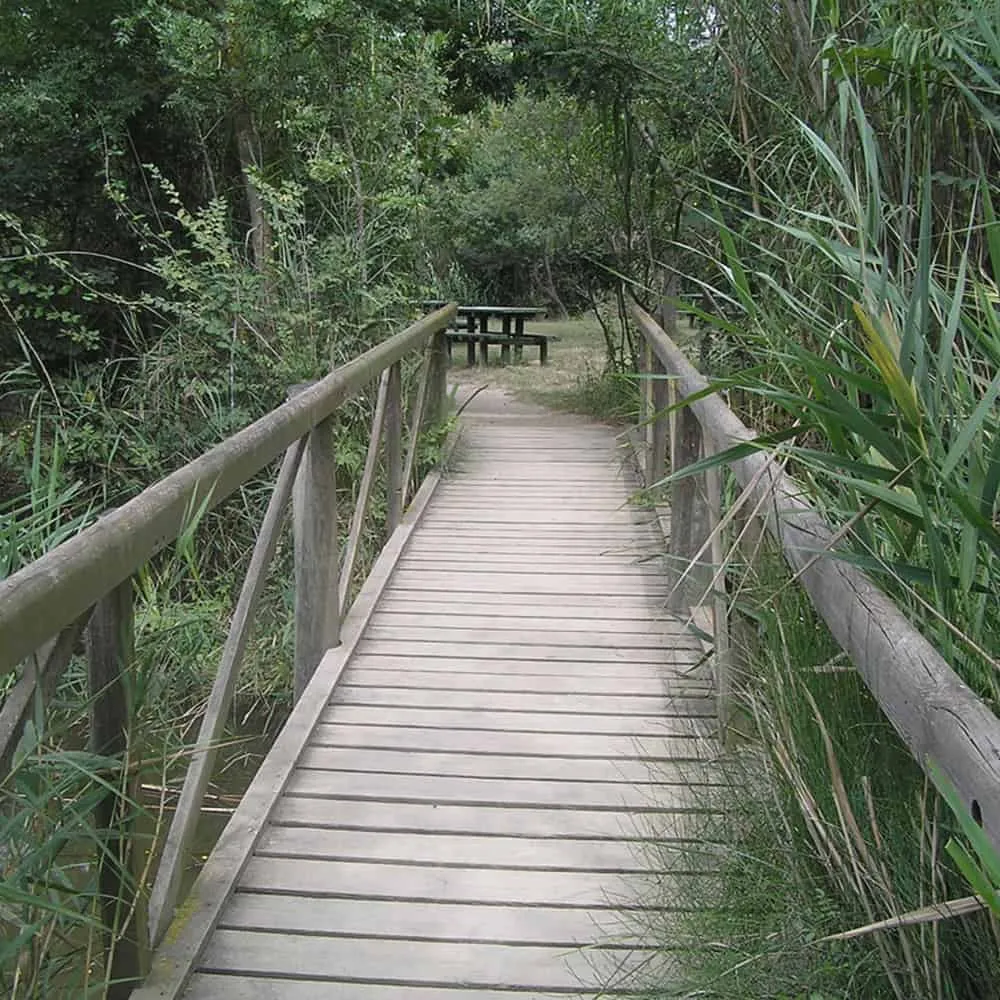 Sendero de madera en medio de un bosque que lleva a una mesa de picnic.