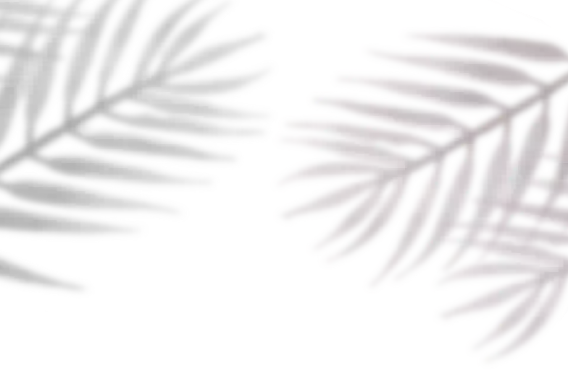 Hojas de palma blancas sobre fondo negro, en simetr&iacute;a.