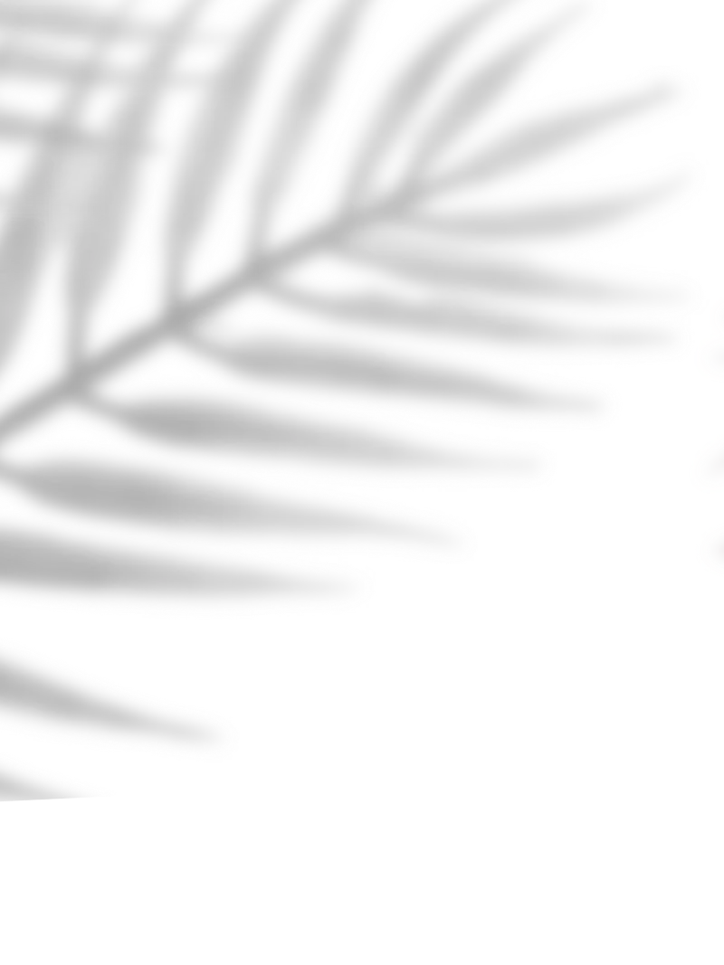 Hoja de palma gris en fondo blanco.