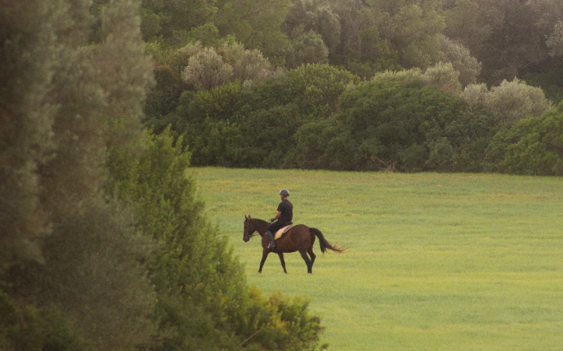 Persona montando un caballo en un prado rodeado de &aacute;rboles.