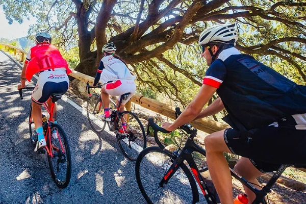 Ciclistas subiendo una carretera rodeada de &aacute;rboles bajo el sol.