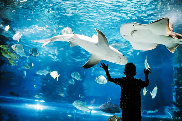 Ni&ntilde;o observa tiburones en un acuario iluminado.