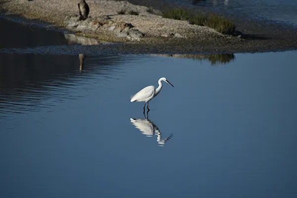 Garza blanca reflejada en el agua azul, con orilla rocosa al fondo.